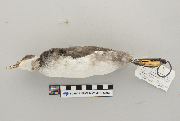 Podiceps nigricollis image