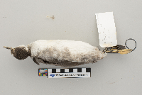 Podiceps nigricollis image