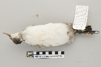 Podiceps nigricollis image