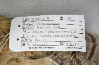 Bubo virginianus image