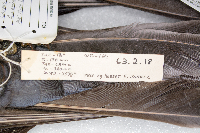 Corvus brachyrhynchos image