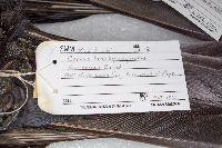 Corvus brachyrhynchos image