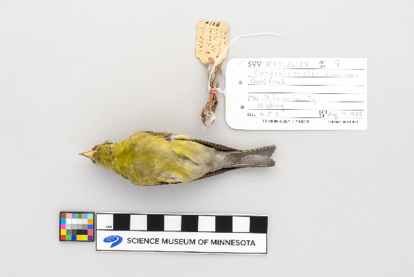 Carduelis tristis image
