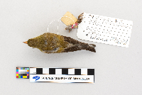 Carduelis tristis image