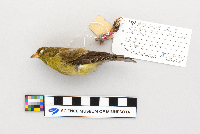 Carduelis tristis image