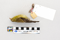 Carduelis tristis image