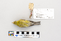 Thumbnail image of current specimen