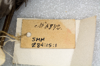 Gavia stellata image