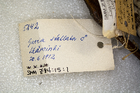 Gavia stellata image