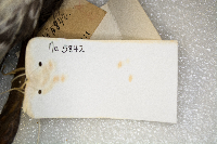Gavia stellata image