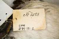 Gavia stellata image
