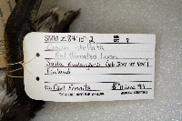 Gavia stellata image