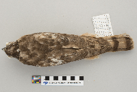 Accipiter striatus image