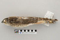 Accipiter striatus image