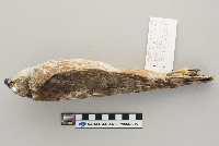 Accipiter striatus image