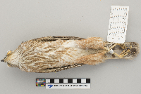 Accipiter striatus image