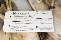 Buteo platypterus image