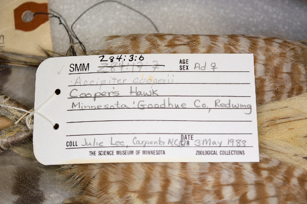 Accipiter cooperii image