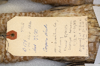 Accipiter cooperii image