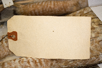 Accipiter cooperii image
