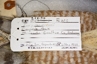 Accipiter cooperii image