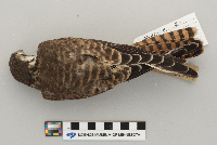 Falco sparverius image
