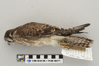 Falco sparverius image