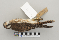 Falco sparverius image