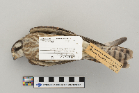 Falco sparverius image