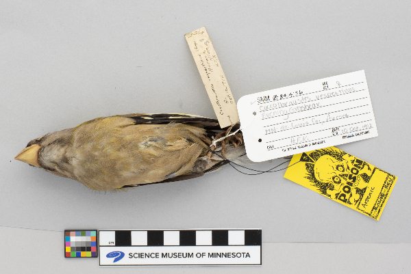 Coccothraustes vespertina image