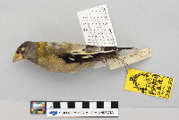 Coccothraustes vespertina image