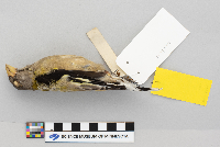 Coccothraustes vespertina image