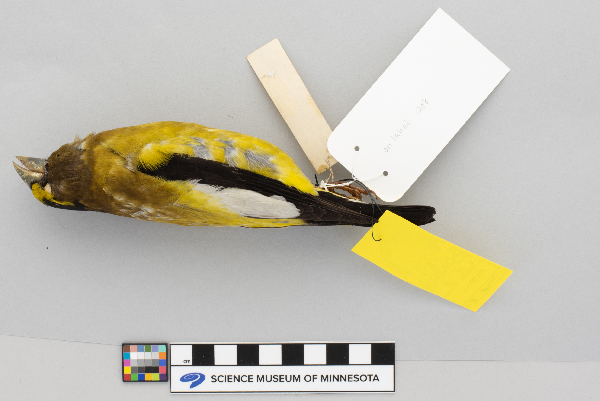 Coccothraustes image