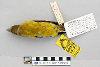 Coccothraustes vespertina image