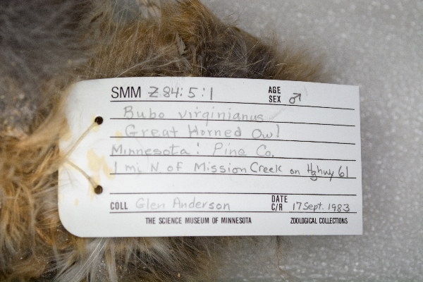 Bubo virginianus image