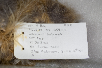 Bubo virginianus image