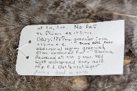 Strix nebulosa image