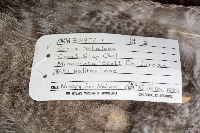 Strix nebulosa image