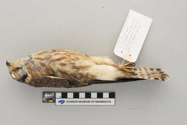 Falco sparverius image
