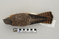 Falco sparverius image