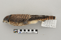 Falco sparverius image
