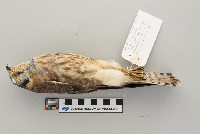 Falco sparverius image