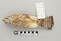 Falco sparverius image