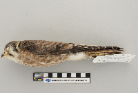 Falco sparverius image