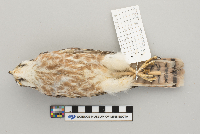 Falco sparverius image