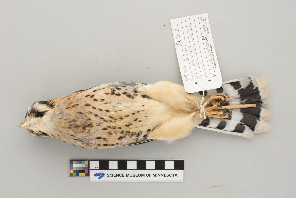 Vireo philadelphicus image