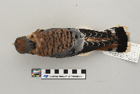Vireo philadelphicus image