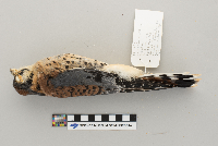 Vireo philadelphicus image