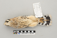 Vireo philadelphicus image