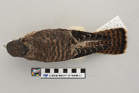 Catharus fuscescens image